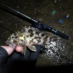 南港ヘチ釣行 (9/13 悪天候になった南港ヘチ釣り キビレチヌ37cm、ガシラ 釣果有り)