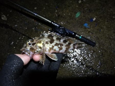 南港ヘチ釣行 (9/13 悪天候になった南港ヘチ釣り キビレチヌ37cm、ガシラ 釣果有り)