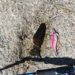 宮津アオリイカ