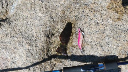 宮津アオリイカ