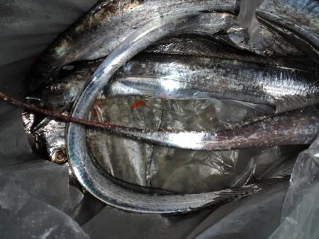 ショアタチシーズン到来