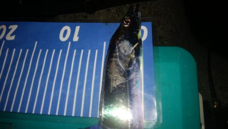 ワインドとアジング