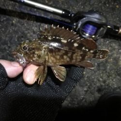 南港ヘチ釣行 (9/15 秋風の南港ヘチ釣り 真チヌ、ガシラ 釣果有り)