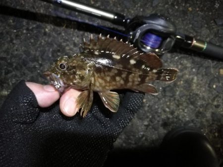 南港ヘチ釣行 (9/15 秋風の南港ヘチ釣り 真チヌ、ガシラ 釣果有り)