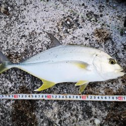 ジャックアイグロッキーでロウニンアジ