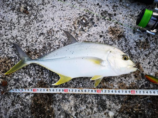 ジャックアイグロッキーでロウニンアジ