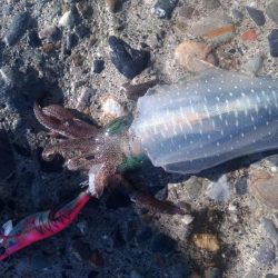 アオリイカ　つ抜け