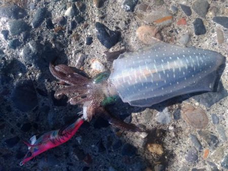 アオリイカ　つ抜け