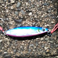 ツバス？ハマチ？