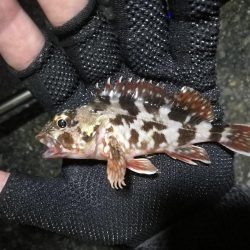 南港ヘチ釣行 （9/17 敬老の日の深夜の南港ヘチ釣り 真チヌ、ガシラ、メジナ 釣果有り）