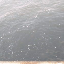 連休2日目のタチウオ