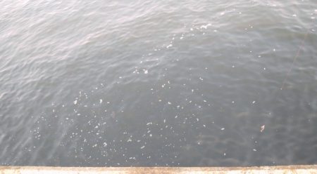 連休2日目のタチウオ