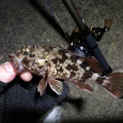 南港ヘチ釣行 (9/18 南港ヘチ釣り 真チヌ、ガシラ 釣果有り)