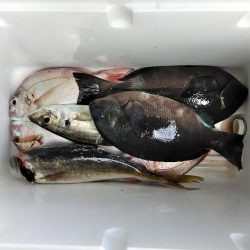 アジ・グレ・チヌ・チャリコ・・・