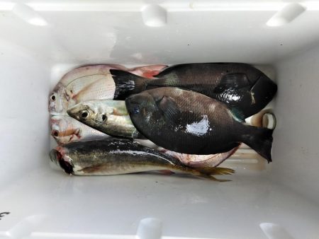 アジ・グレ・チヌ・チャリコ・・・