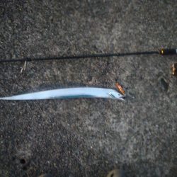 武庫川一文字で五目狙いでの釣果