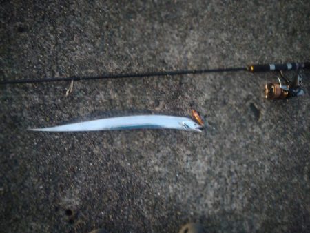 武庫川一文字で五目狙いでの釣果