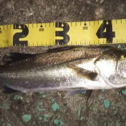 テクトロ万歳！