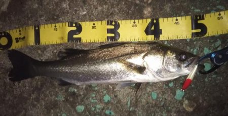 テクトロ万歳！