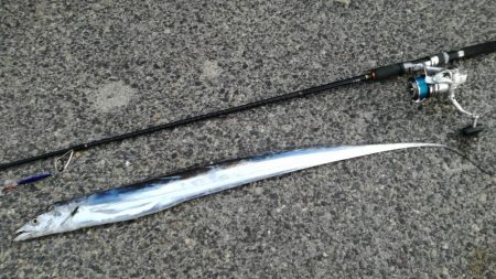 指4本半！量型タチウオGET！