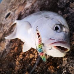 シンペンでロウニンアジ