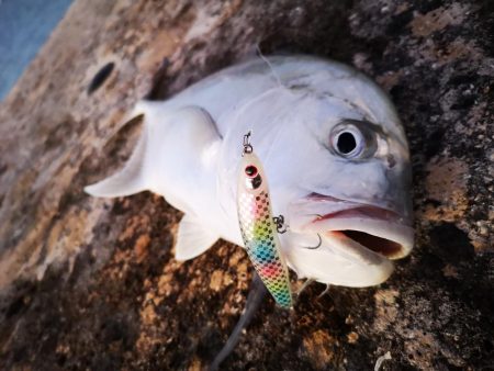 シンペンでロウニンアジ