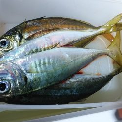 アジングで良型ゲット