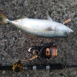 武庫川一文字で☆青物狙い