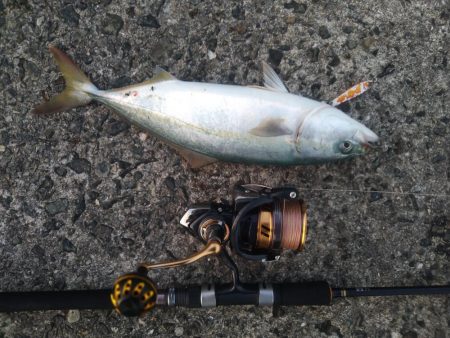 武庫川一文字で☆青物狙い