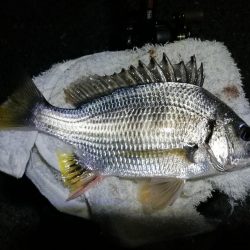 南港ヘチ釣行 (9/28 久々の南港ヘチ釣り 真チヌ44cm、キビレ、メジナ 釣果有り)