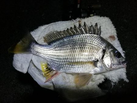 南港ヘチ釣行 (9/28 久々の南港ヘチ釣り 真チヌ44cm、キビレ、メジナ 釣果有り)