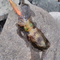 朝マズメキジハタ+イカ狙いで3目