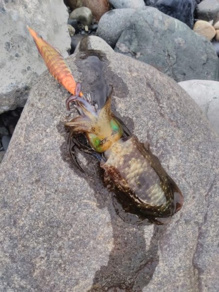 朝マズメキジハタ+イカ狙いで3目