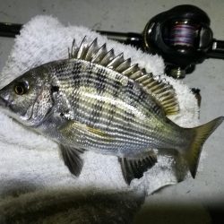 南港ヘチ釣行 (9/29 南港ヘチ釣り 真チヌ、ガシラ、メジナ 釣果有り)