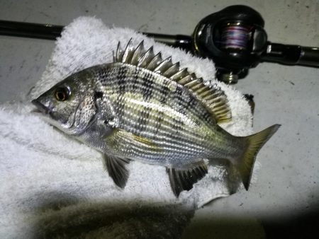 南港ヘチ釣行 (9/29 南港ヘチ釣り 真チヌ、ガシラ、メジナ 釣果有り)