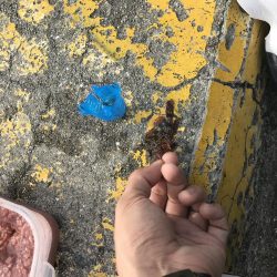 休日をゆっくりサビキで癒されたかった。笑