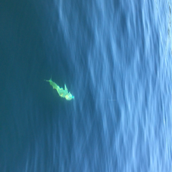 小豆島不発からの家島付近ボートキャスティング!