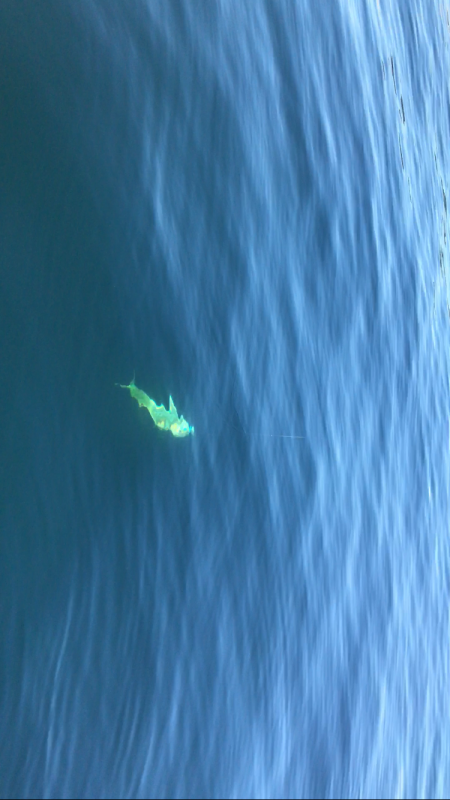 小豆島不発からの家島付近ボートキャスティング!