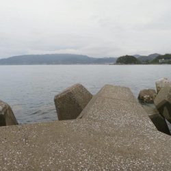 人生初の青物ゲット!