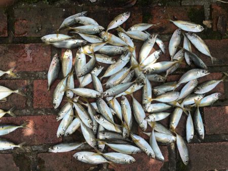 コアジ大漁80匹