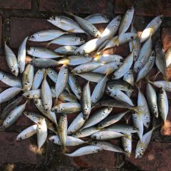 コアジ66匹 メッキ