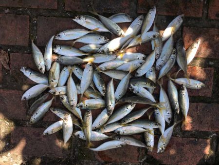 コアジ66匹 メッキ