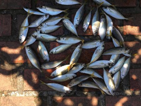 コアジ、メッキ、グレなど