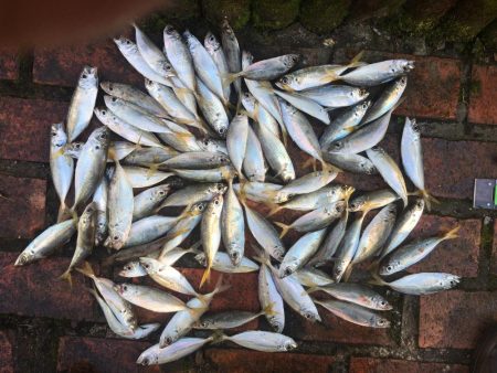 コアジ大漁80匹