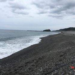 日置大浜にシマアジはいない