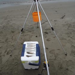 初秋のキス釣り 数は釣れず