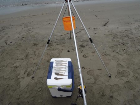 初秋のキス釣り 数は釣れず