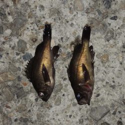 初秋のエビ撒き釣り