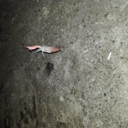 ライトエギング