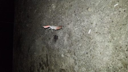 ライトエギング